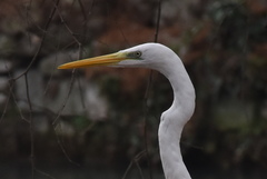 Ardea alba