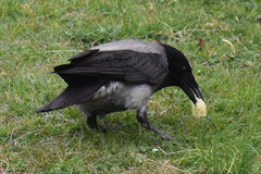 Corvus cornix