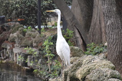 Ardea alba