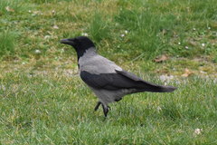 Corvus cornix