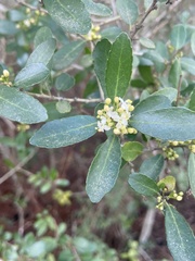 Ilex vomitoria image