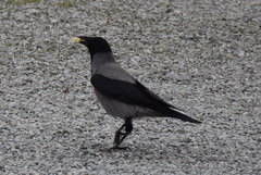 Corvus cornix