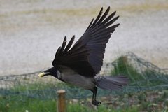 Corvus cornix
