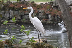 Ardea alba