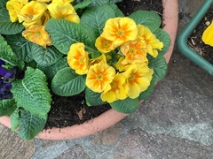 Primula × polyantha