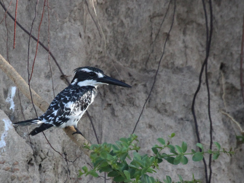 African Pied Kingfisher