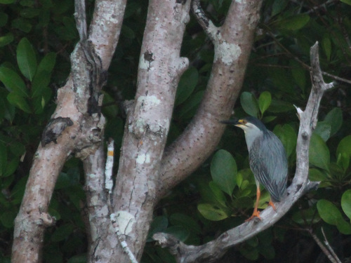 Sub-Saharan Little Heron