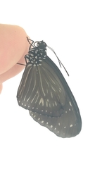 Euploea mulciber