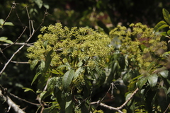 Heteromorpha