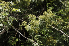 Heteromorpha