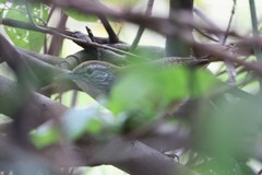 Cantorchilus leucotis