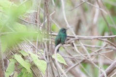 Chlorostilbon gibsoni