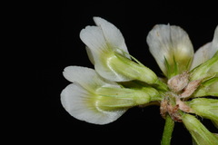Trifolium calcaricum