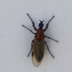 Dilophus tibialis breviceps