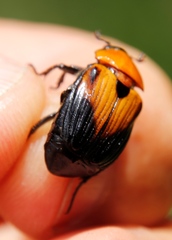 Polyplastus