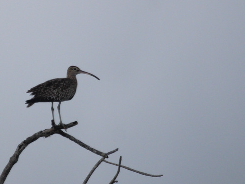 Eurasian Whimbrel