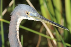 Egretta tricolor image