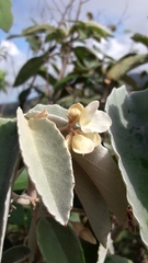 Begonia lealii