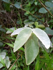 Begonia lealii