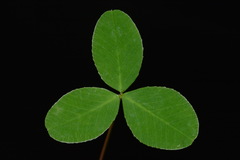 Trifolium calcaricum