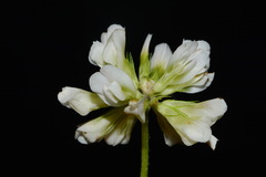 Trifolium calcaricum