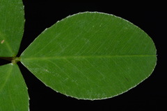 Trifolium calcaricum