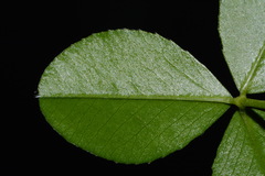 Trifolium calcaricum