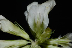 Trifolium calcaricum
