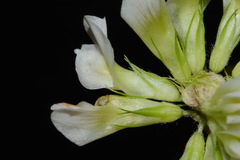 Trifolium calcaricum