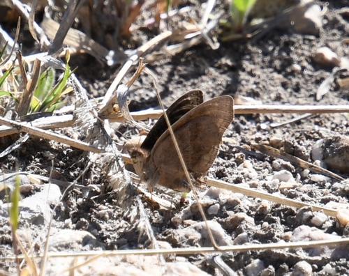 Dark Buckeye photo 2