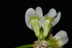 Trifolium calcaricum