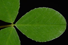 Trifolium calcaricum