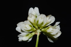Trifolium calcaricum
