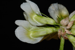 Trifolium calcaricum