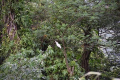 Cacatua moluccensis
