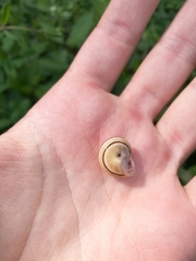 Pseudotachea splendida