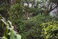 Cacatua moluccensis