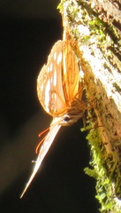 Paralethe dendrophilus