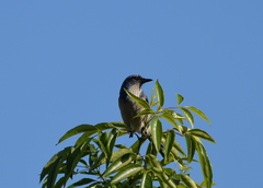 Aphelocoma californica