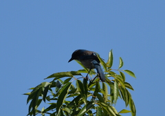 Aphelocoma californica