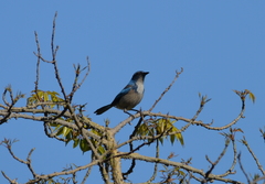 Aphelocoma californica