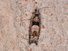 Pseudexentera hodsoni