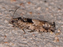 Pseudexentera hodsoni