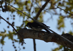 Melanerpes formicivorus