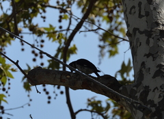 Melanerpes formicivorus