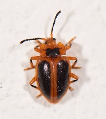 Epipocinae