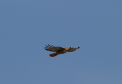 Buteo jamaicensis