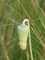 Chaptalia integerrima