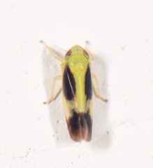 Graminella nigripennis