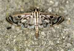 Rhimphalea